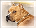 Br�zowy, Amstaff, Obro�a