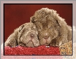 Dwa, �pi�ce, Shar Pei