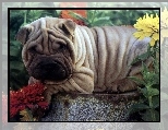 Fa�dki, Shar, Pies, Pei, Kwiaty