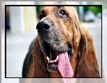 Bloodhound, G�owa, J�zyk