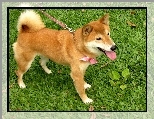 Trawa, Shiba Inu, Kokardka, Smycz