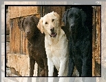 �adne, Trzy, Psy